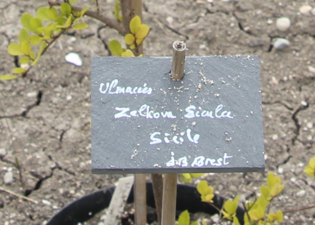 zelkova